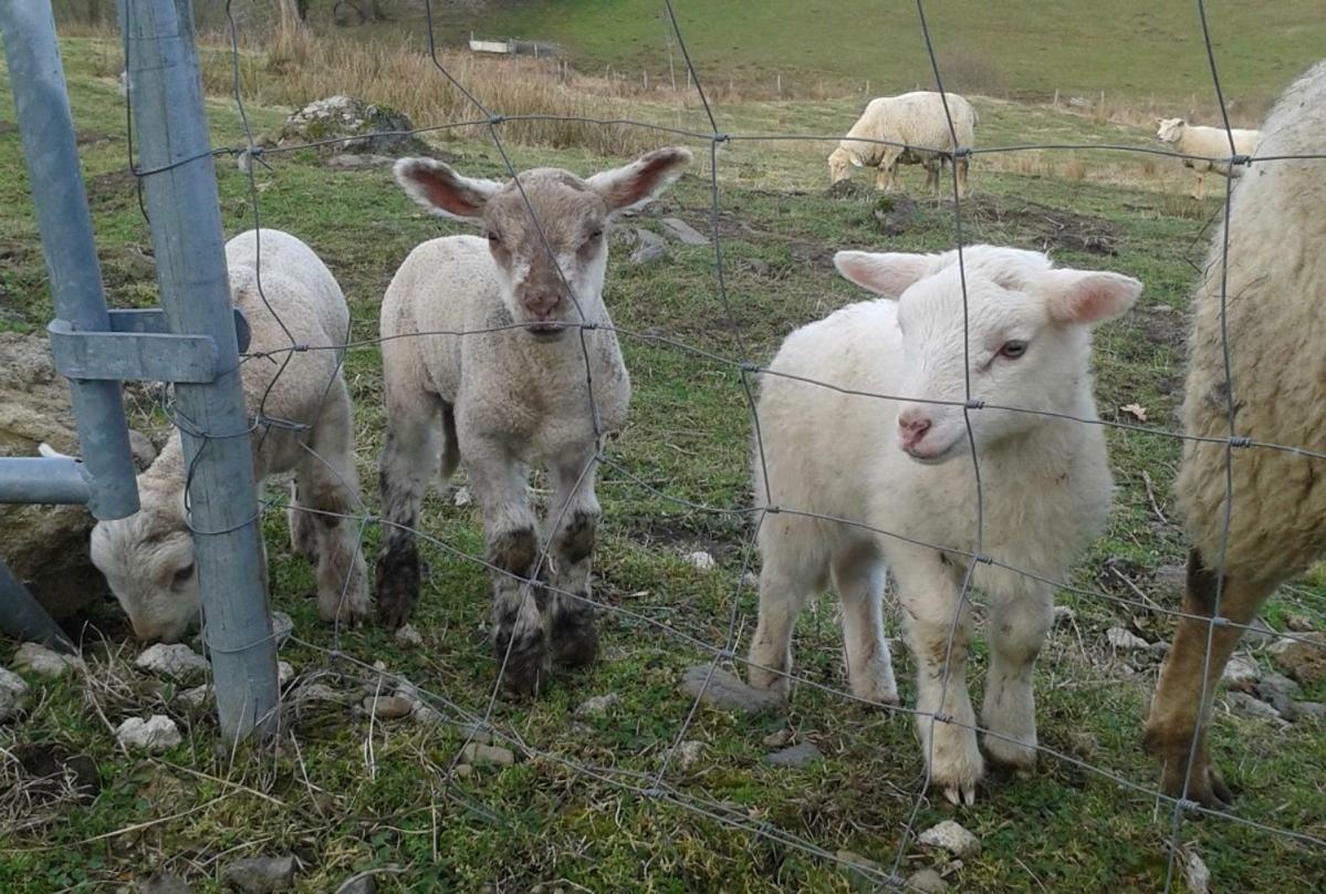 Le Bon Air Est Dans Le Pre Champagnac (Auvergne) Exterior foto